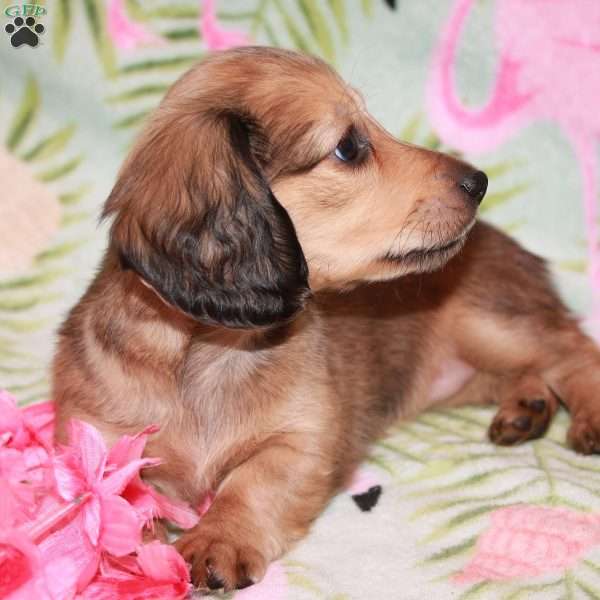 Bandit / Black Widow, Dachshund Puppy